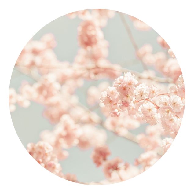 Runde Tapete selbstklebend - Kirschblüten Glow