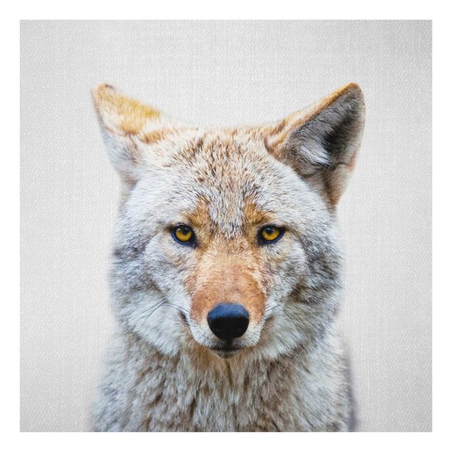 Glasbild - Kojote Kalle - Quadrat