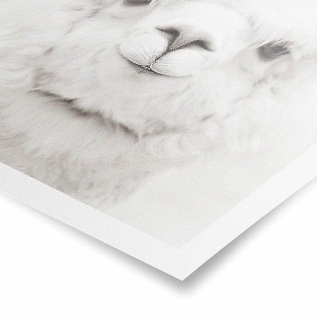 Poster - Lächelndes Alpaka - Quadrat 1:1