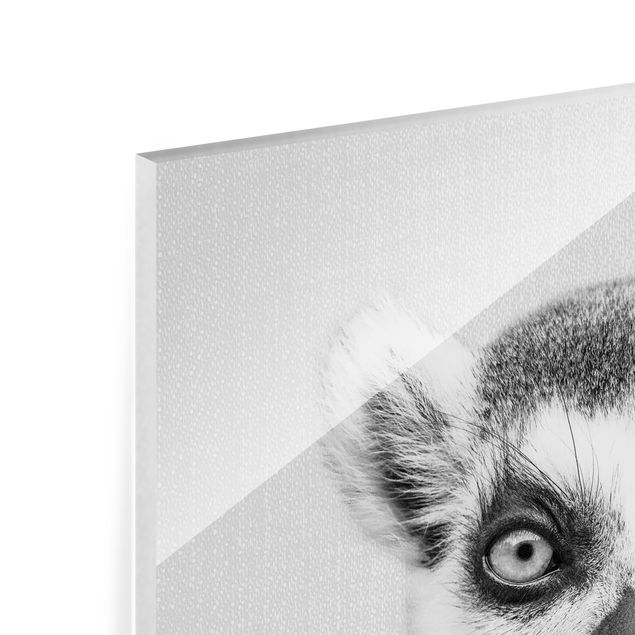 Glasbild - Lemur Ludwig Schwarz Weiß - Quadrat