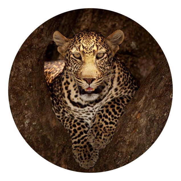 Runde Tapete selbstklebend - Leopard ruht auf einem Baum