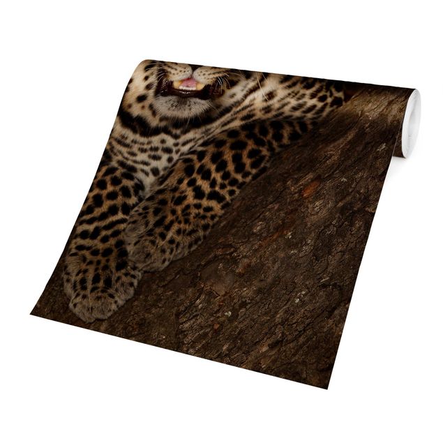 Fototapete - Leopard ruht auf einem Baum