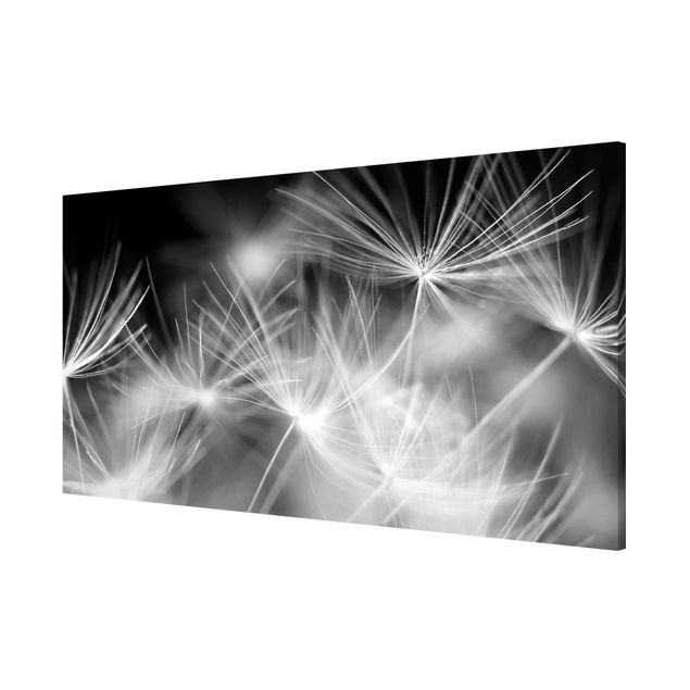 Magnettafel - Bewegte Pusteblumen Nahaufnahme auf schwarzem Hintergrund - Memoboard Panorama Quer