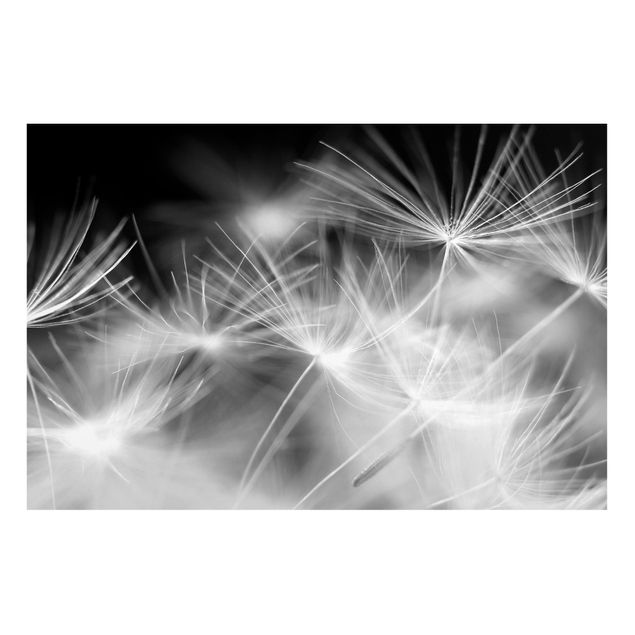 Magnettafel - Bewegte Pusteblumen Nahaufnahme auf schwarzem Hintergrund - Memoboard Quer