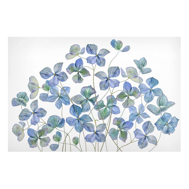 Magnettafel - Blaue Hortensienblüten - Memoboard Querformat 2:3