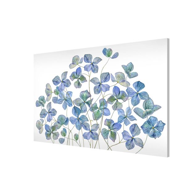 Magnettafel - Blaue Hortensienblüten - Memoboard Querformat 2:3