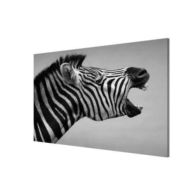 Magnettafel - Brüllendes Zebra II - Memoboard Quer