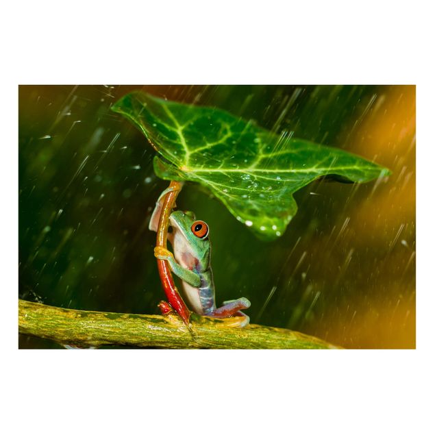 Magnettafel - Ein Frosch im Regen - Memoboard Querformat 2:3