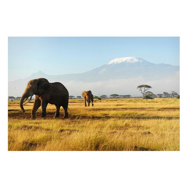 Magnettafel - Elefanten vor dem Kilimanjaro in Kenya - Memoboard Panorama Quer