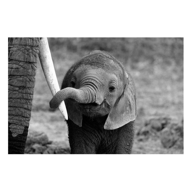 Magnettafel - Elefantenbaby - Memoboard Quer