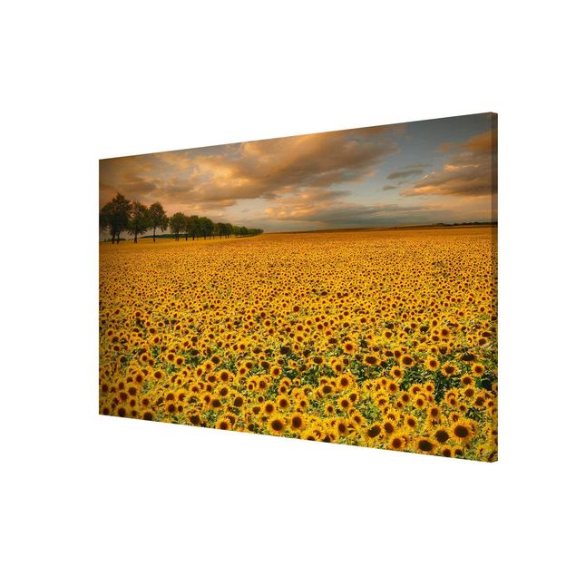 Magnettafel - Feld mit Sonnenblumen - Memoboard Querformat
