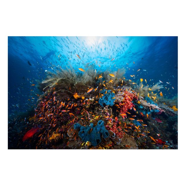 Magnettafel - Lagune Unterwasser - Memoboard Querformat