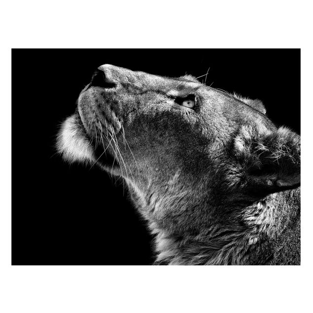 Magnettafel - Portrait einer Löwin - Memoboard Querformat 3:4
