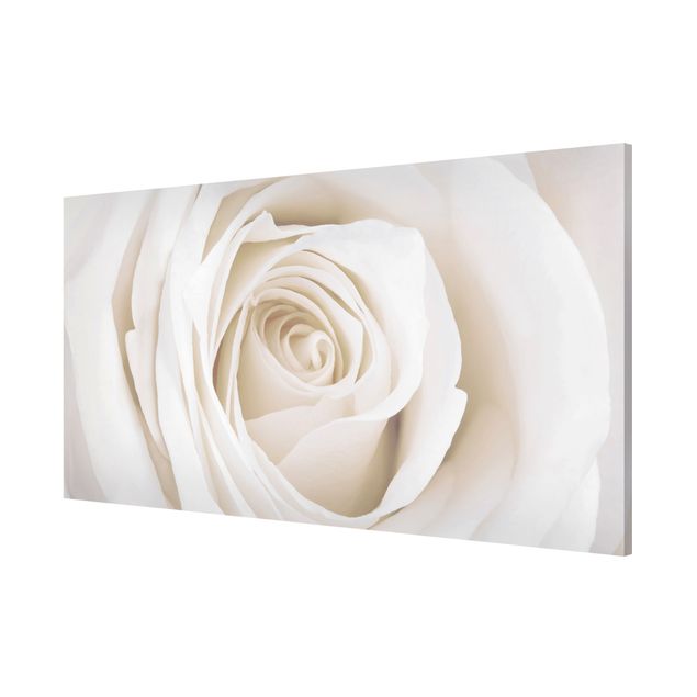 Magnettafel - Pretty White Rose - Blumenbild Memoboard Panorama Quer