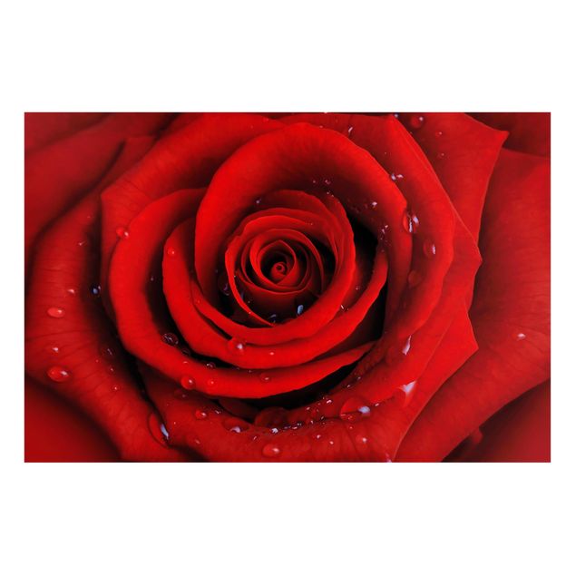 Magnettafel - Rote Rose mit Wassertropfen - Blumenbild Memoboard Panorama Quer