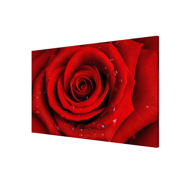 Magnettafel - Rote Rose mit Wassertropfen - Blumenbild Memoboard Panorama Quer