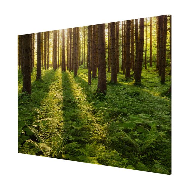 Magnettafel - Sonnenstrahlen in grünem Wald - Memoboard Quer