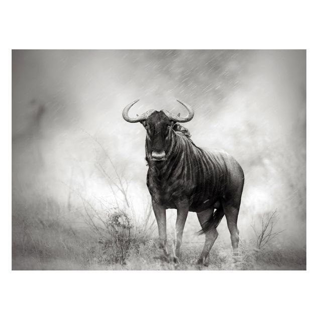 Magnettafel - Staring Wildebeest - Memoboard Quer