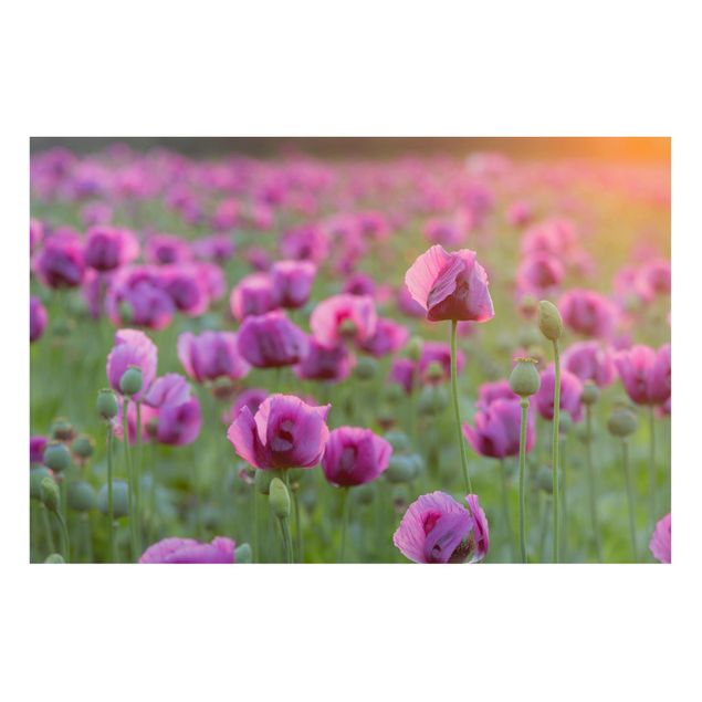 Magnettafel - Violette Schlafmohn Blumenwiese im Frühling - Memoboard Quer