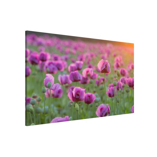 Magnettafel - Violette Schlafmohn Blumenwiese im Frühling - Memoboard Hoch
