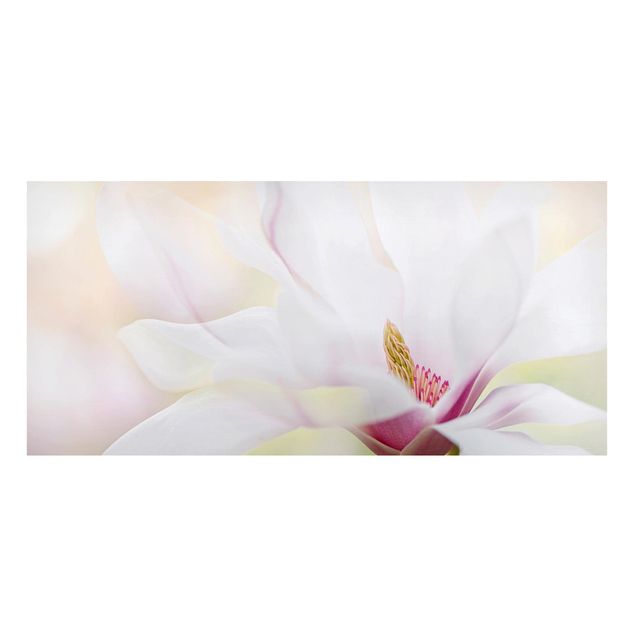 Magnettafel - Zarte Magnolienblüte - Memoboard Panorama Querformat