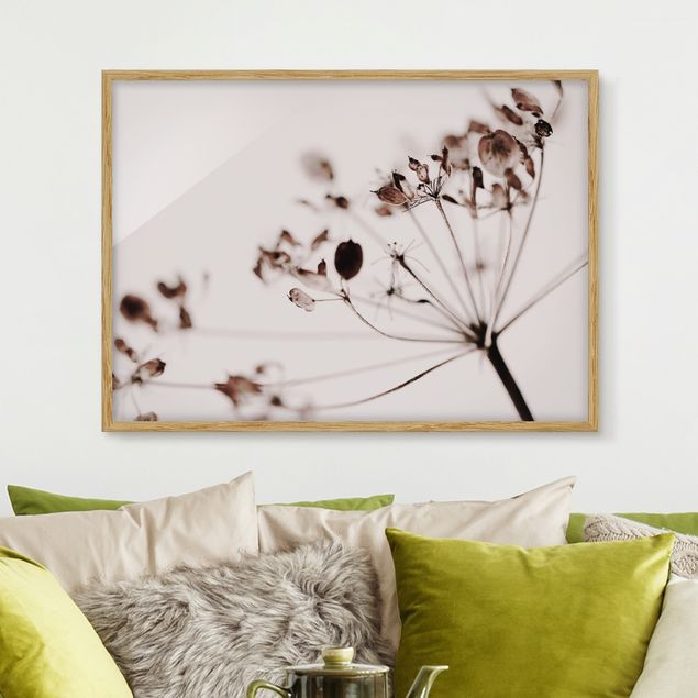 Bild mit Rahmen - Makroaufnahme Trockenblume im Schatten - Querformat