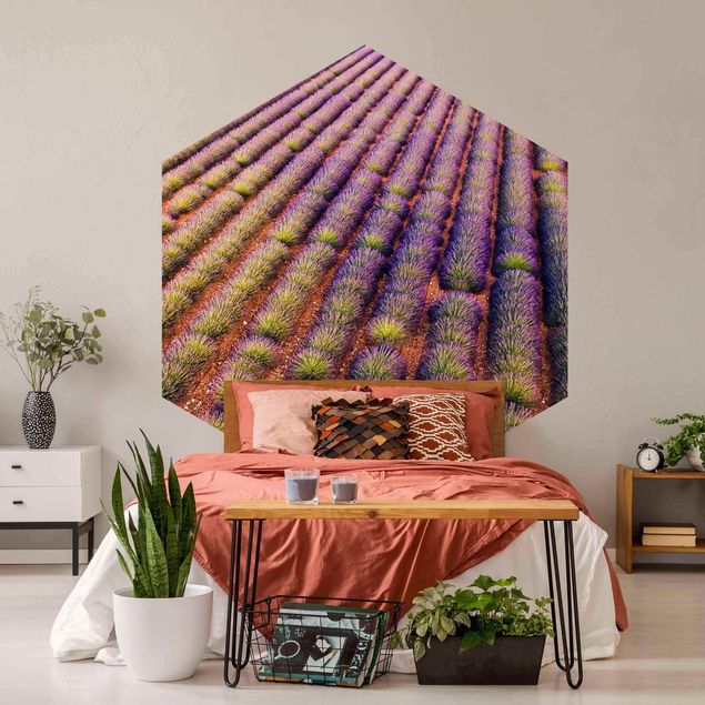 Hexagon Fototapete selbstklebend - Malerisches Lavendelfeld