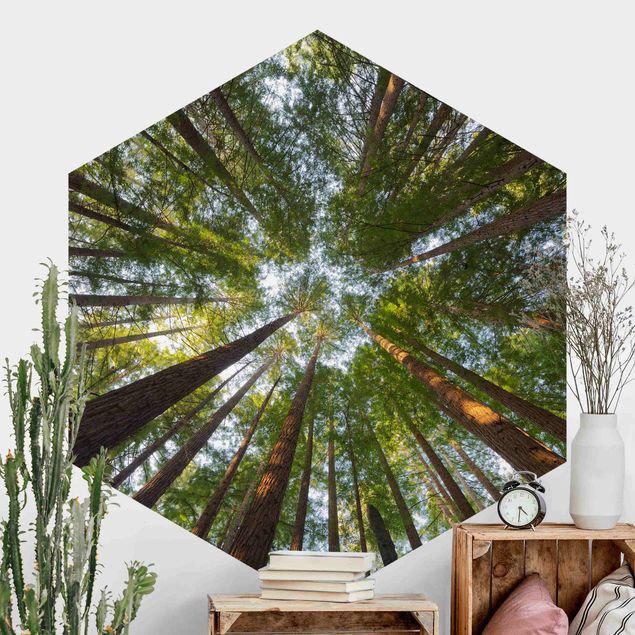 Hexagon Mustertapete selbstklebend - Mammutbaum Baumkronen