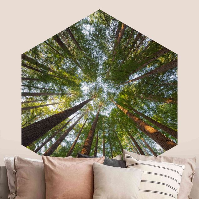 Hexagon Mustertapete selbstklebend - Mammutbaum Baumkronen