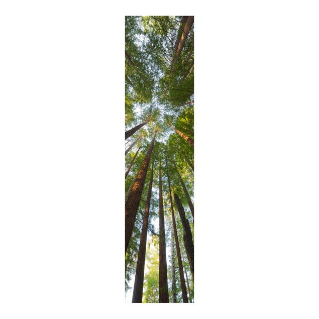 Schiebegardinen Set - Mammutbaum Baumkronen - Flächenvorhänge