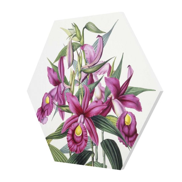 Hexagon-Forexbild - Maxim Gauci - Orchidee I