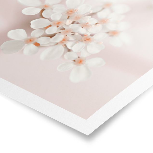 Poster - Miniblüten im Rosanen Licht - Hochformat 3:4