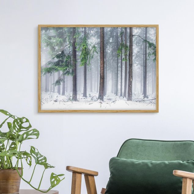 Bild mit Rahmen - Nadelbäume im Winter - Querformat