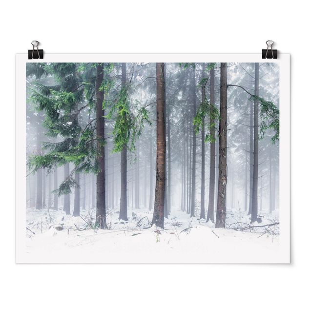 Poster - Nadelbäume im Winter - Querformat 4:3