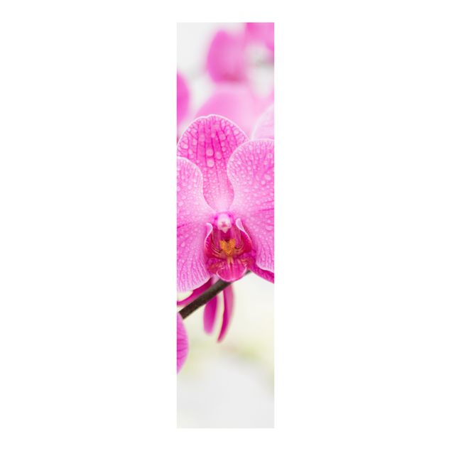 Schiebegardinen Set - Nahaufnahme Orchidee - Flächenvorhänge