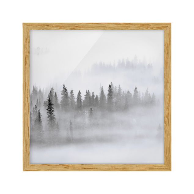 Bild mit Rahmen - Nebel im Tannenwald Schwarz-Weiß - Quadrat