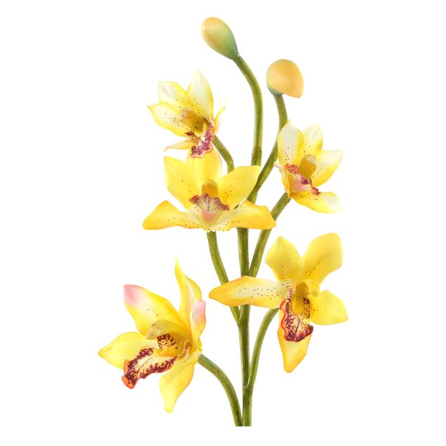Wandtattoo Blumen No.173 Orchidee Gelb