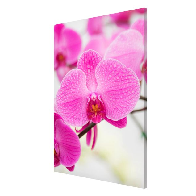 Magnettafel - Nahaufnahme Orchidee - Blumenbild Memoboard Quer