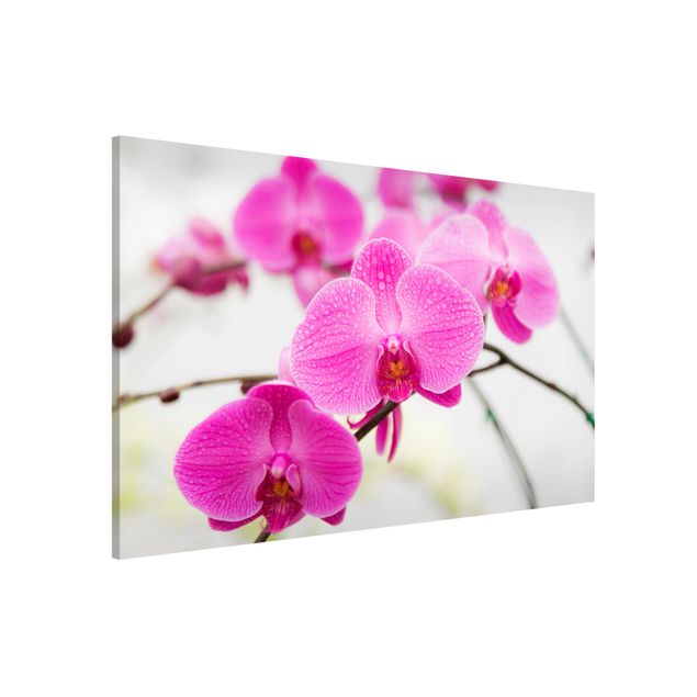 Magnettafel - Nahaufnahme Orchidee - Blumenbild Memoboard Panorama Quer