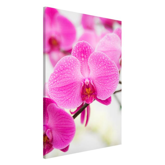 Magnettafel - Nahaufnahme Orchidee - Blumenbild Memoboard Panorama Quer