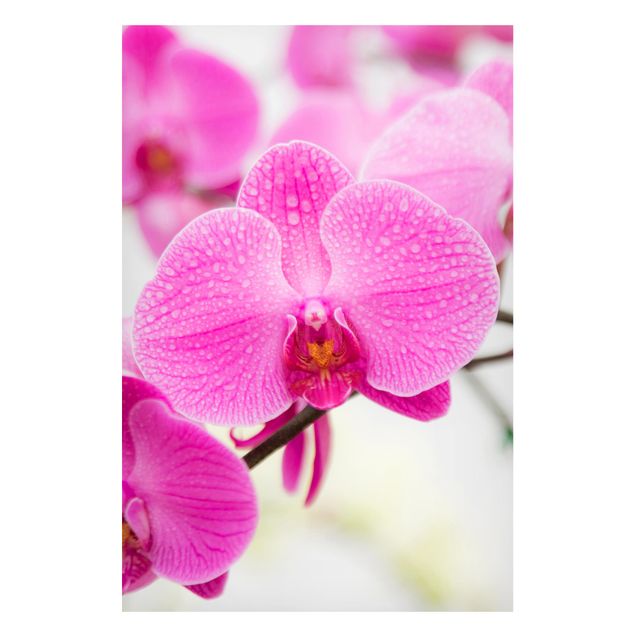 Magnettafel - Nahaufnahme Orchidee - Blumenbild Memoboard Hoch