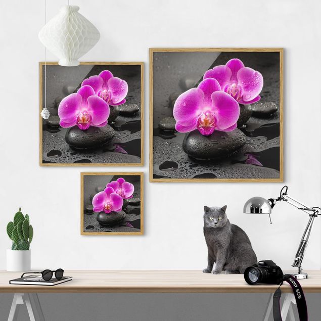 Bild mit Rahmen - Pinke Orchideenblüten auf Steinen mit Tropfen - Quadrat 1:1