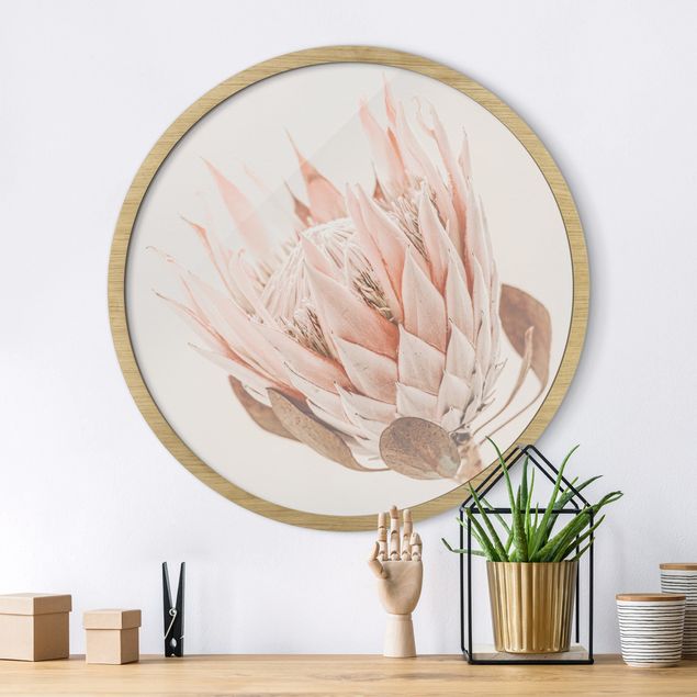 Runde Bilder mit Rahmen Protea Königin der Blüten