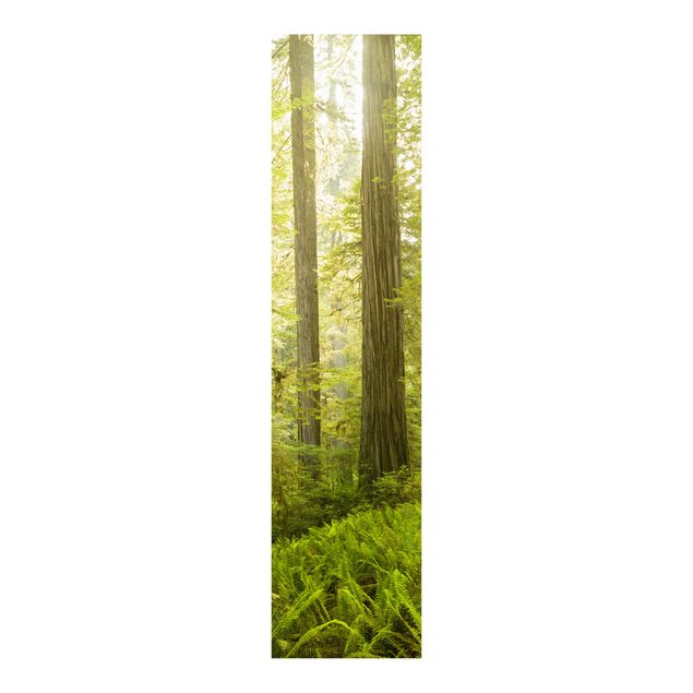 Schiebegardinen Set - Redwood State Park Waldblick - Flächenvorhänge