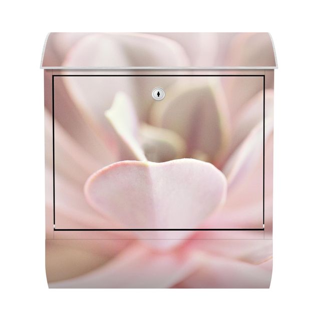 Briefkasten - Rosane Sukkulentenblüte