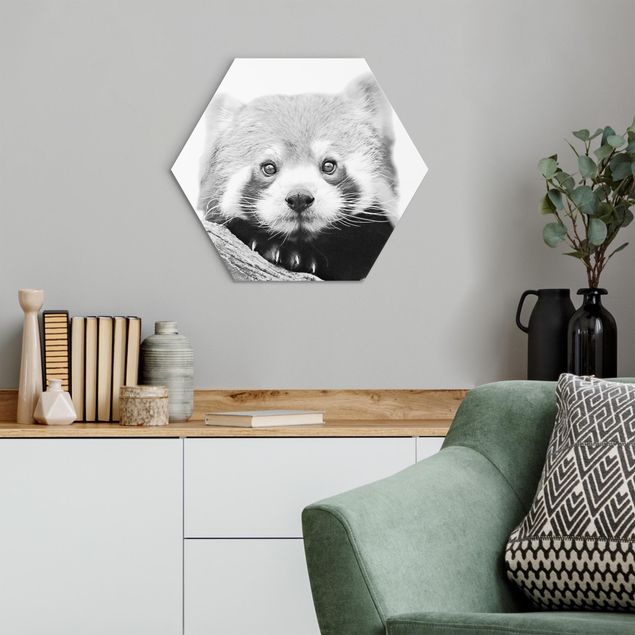 Hexagon Bild Alu-Dibond - Roter Panda in Schwarz-weiß