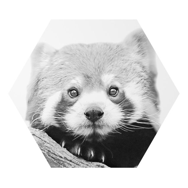 Hexagon Bild Alu-Dibond - Roter Panda in Schwarz-weiß