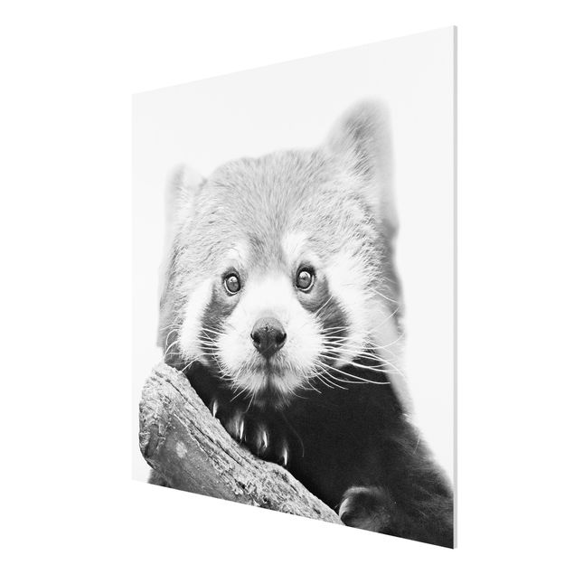 Forex Fine Art Print - Roter Panda in Schwarz-weiß - Quadrat 1:1
