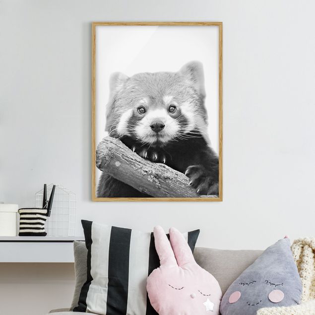 Bild mit Rahmen - Roter Panda in Schwarz-weiß - Hochformat