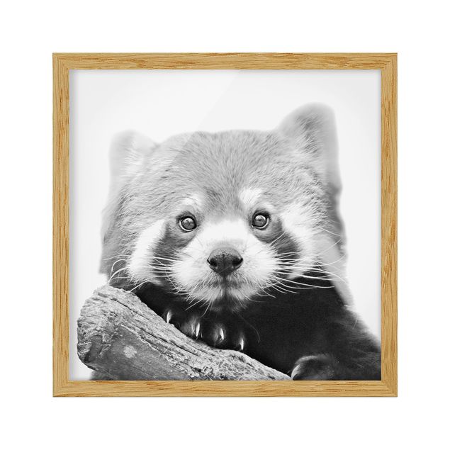 Bild mit Rahmen - Roter Panda in Schwarz-weiß - Quadrat